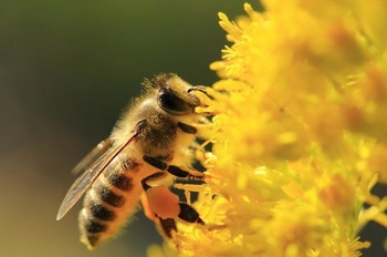ミツバチ.jpg